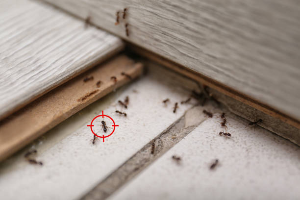 Best Wasp Removal Services  in Munford, AL