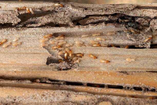  Munford, AL Pest Control Pros